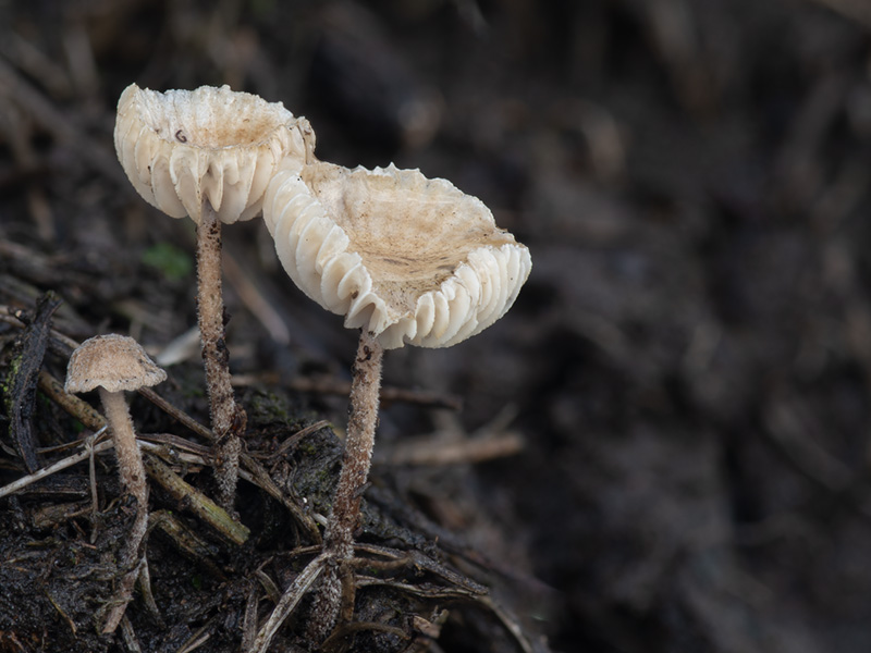 Crinipellis tomentosa